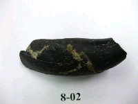 藏品(虎牙)的圖片